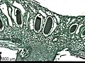 Cross-sectional micrograph of the antheridial head of Marchantia sp., showing antheridia containing spermatogenous tissue.