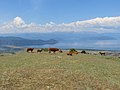 Cattle in Prespes