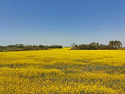 Canola field in the RM of Tecumseh
