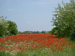 Red poppy field near Ásotthalom
