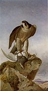 Falcon with a Ptarmigan