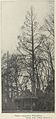 A comparatively level-branched tree labelled 'Wheatleyi', Holland, 1912[36]