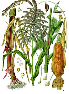 Botanical illustration showing male and female flowers