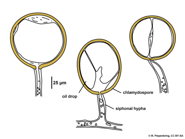 Chlamydospores and siphonal hyphae of a sporocarp, Glomeromycota (diagram by M. Piepenbring)