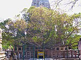 The Mahabodhi Tree at the Mahabodhi Temple complex in Bodh Gaya