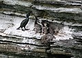 Cormorant rearing young on the cliff ledges