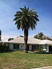 Mature Canary island date palm in Melbourne, Florida