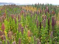 Image 4Quinoa field near Lake Titicaca. Bolivia is the world's second largest producer of quinoa. (from Economy of Bolivia)