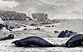 Elephant seals, ‘’Dromaius novaehollandiae minor’’, on King Island in former times