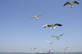 Sea gulls enroute Elephanta Island