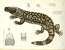 The first drawing of Gila monster from 1857