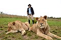 Geführte Tour mit Löwen im Botlierskop Game Reserve in South Africa