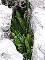 Asplenium hart's tongue fern in a gryke in limestone pavement