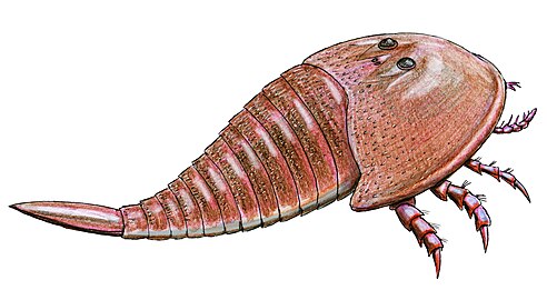 Due to its large and compact shell, Hibbertopterus was one of if not the heaviest eurypterid in the fossil record