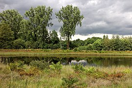 Lake in the Hortus Haren (Voedselarme plas).