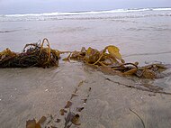 Washed-up kelp found along the coast of La Jolla Shores