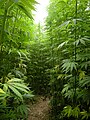 Image 51A hemp field in Côtes-d'Armor, Brittany, France, which is Europe's largest hemp producer as of 2022 (from Hemp)