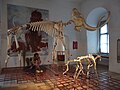 Mammut im Museum für Ur- und Frühgeschichte