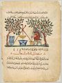 Text and illustration from an Arabic translation of De Materia Medica in the style of the Baghdad School, 13th century