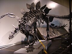 Section of Natural History Stegosaurus skeleton