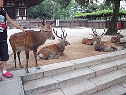 Deer in Nara Park (2012).