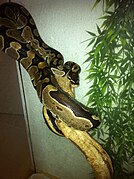 The ball python, formerly a common species, had become near-threatened as a result of illegal trades and poaching.