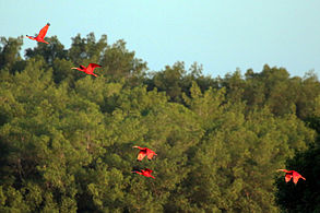 Scarlet ibis (Eudocimus ruber) flying in to roost
