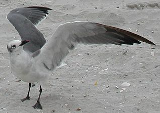 A laughing gull, exhibiting the "gull wing" outline