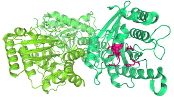 Toc34 from a pea plant. Toc34 has three almost identical molecules (shown in slightly different shades of green), each of which forms a dimer with one of its adjacent molecules. Part of a GDP molecule binding site is highlighted in pink.[52]