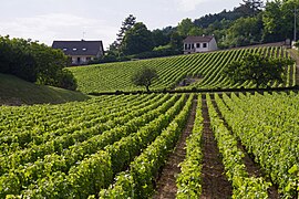 Vineyards in Volnay