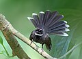 Image 22Fantails are small insectivorous birds of Australasia, Southeast Asia and the Indian subcontinent of the genus Rhipidura in the family Rhipiduridae. The pictured specimen was photographed at Bhawal National Park. Photo Credit: Md shahanshah bappy