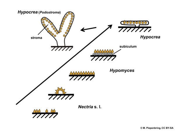 Fruiting bodies, Hypocreales (without Clavicipitaceae), Ascomycota (diagram by M. Piepenbring)