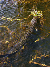 A color photograph taken from above of a mid-sized alligator with its head above water resting on an outcropping of plants and the rest of its body submerged in clear water. The alligator is surrounded by strands of yellow and brown strands of periphyton underwater
