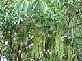 Alstonia scholaris fruit, Australia