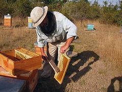 Beekeeper throughout the harvest