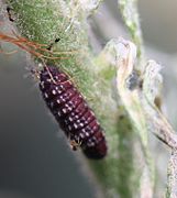 Early instar caterpillar tended by ants