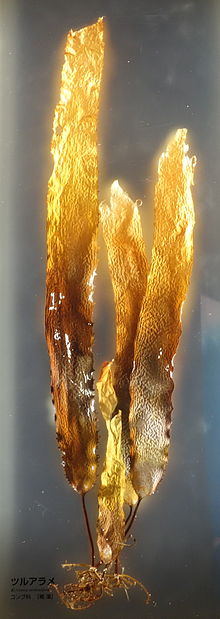 Aus einem Wurzelbüschel wachsen vier dünne kurze Stängel, die in langgestreckten gelb-braunen Tangblättern enden