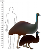 Emus (with a human silhouette and scale in meters)