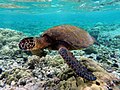 Image 6Green sea turtle (from Funafuti Conservation Area)