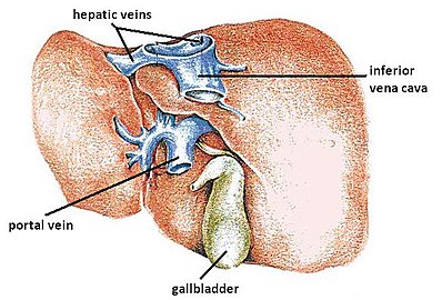 The liver and its veins