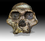 Skull of a 2.1 million years old Australopithecus africanus