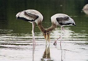 Meal partners, painted storks aiding each other