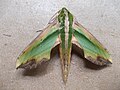 Leaf-shaped moth (Pergesa acteus)