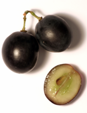 Three grains of black grapes. Two are tied together with a residue of the stalk, the third has been cut in half to show that the berry of the black grape with white juice has a colourless pulp.
