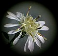 Microscopic photo of S. lateriflorum flower head showing disk florets closed, open and reflexed, anther cylinders, stamens, styles (separating and separated), pollen has been collected. There are ray florets with separated styles and some pappi exposed.