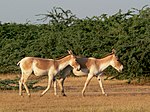 Dhrangadhra-Wildreservat
