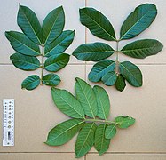 Leaves, upper and lower surface
