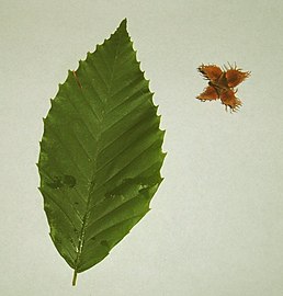 Beech leaf and nut