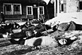 Image 18Mass murder of Soviet civilians near Minsk, 1943 (from History of Belarus)