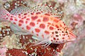 Coral hawkfish (Cirrhitichthys oxycephalus), Galápagos Islands